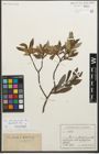 Foto von Salix glaucosericea Flod. x Salix hegetschweileri Heer